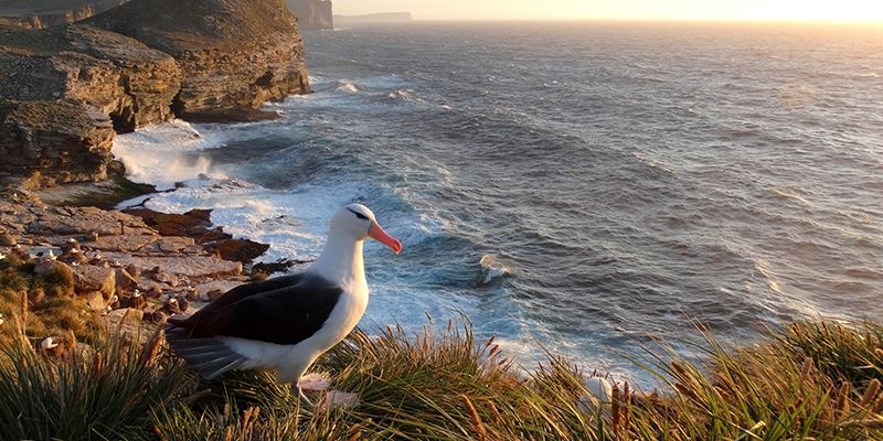 Foto de Albatroz-de-sobrancelha-negra leva prmio no Reino Unido