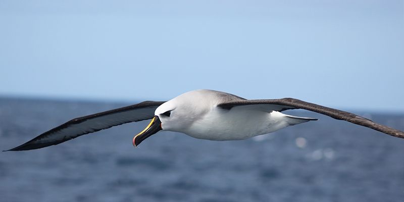 Projeto Albatroz participa da 3 Conferncia Mundial de Aves Marinhas via Twitter