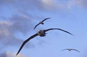 albatrozes-e-petreis-5 albatrozes-e-petreis-5