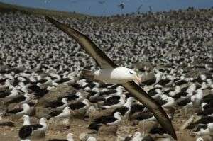albatrozes-e-petreis-2 albatrozes-e-petreis-2
