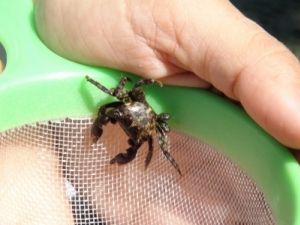 Caranguejo pertencente ao ecossistema Costão Rochoso Caranguejo pertencente ao ecossistema Costão Rochoso