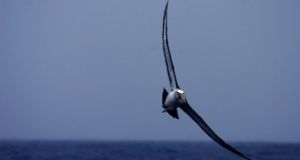 Albatroz-de-nariz-amarelo-do-Atlântico (Thalassarche chlororhynchos), uma das espécies de albatroz ameaçada de extinção Albatroz-de-nariz-amarelo-do-Atlântico (Thalassarche chlororhynchos), uma das espécies de albatroz ameaçada de extinção