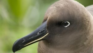 Albatroz-negro (Phoebetria fusca) Albatroz-negro (Phoebetria fusca)