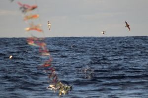 Toriline, equipamento que afugenta as aves marinhas Toriline, equipamento que afugenta as aves marinhas