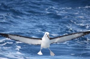 Albatroz-de-nariz-amarelo-do-Atlântico (Thalassarche chlororhynchos), uma das espécies de albatroz ameaçada de extinção, pousando no mar Albatroz-de-nariz-amarelo-do-Atlântico (Thalassarche chlororhynchos), uma das espécies de albatroz ameaçada de extinção, pousando no mar