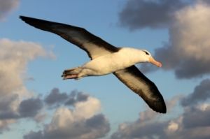 albatroz de sobrancelha-negra albatroz de sobrancelha-negra
