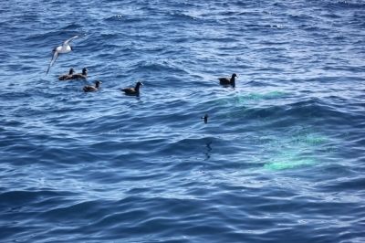 Aves marinhas em mar poluído com tinta