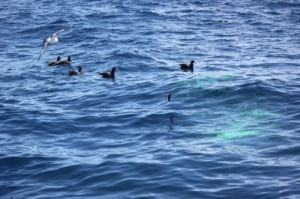 Aves marinhas em mar poluído com tinta Aves marinhas em mar poluído com tinta