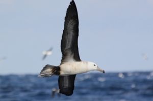 Albatroz alçando o vôo Albatroz alçando o vôo