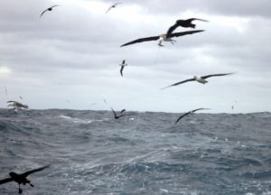 No primeiro embarque, Dimas Gianuca, flagrou o albatroz, em pleno vôo, puxando a isca da linha secundária da pesca de espinhel