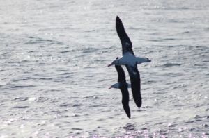 Características dos albatrozes e ameaças às aves também são abordadas