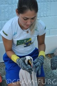 Coordenadora de medicina da conservação do Projeto, Juliana Yuri Saviolli, trabalhando na reabilitação do albatroz