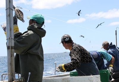É comum encontrar albatrozes acompanhando barcos de pesca