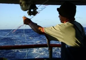 Novas regras são importantes tanto para a conservação de albatrozes e petréis quanto para os pescadores Novas regras são importantes tanto para a conservação de albatrozes e petréis quanto para os pescadores