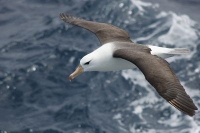 Black-browed albatross/ Credit:Dimas Gianuca