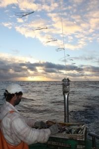 O toriline é uma das medidas permanentes que deve ser utilizada em todas as embarcações de pesca de espinhel. Foto: Dimas Gianuca/ Projeto Albatroz O toriline é uma das medidas permanentes que deve ser utilizada em todas as embarcações de pesca de espinhel. Foto: Dimas Gianuca/ Projeto Albatroz