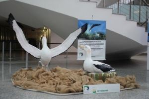 Réplica de casal de albatrozes no momento da corte