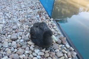 petrel-gigante (Macronectes giganteus) que está sendo reabilitado petrel-gigante (Macronectes giganteus) que está sendo reabilitado