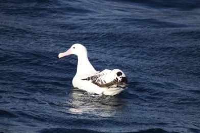 A albatroz viageira, White