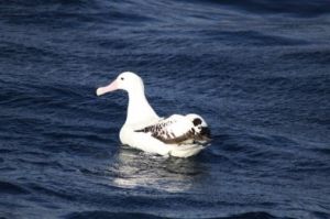 A albatroz viageira, White A albatroz viageira, White