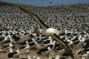 albatrozes-e-petreis-2 albatrozes-e-petreis-2