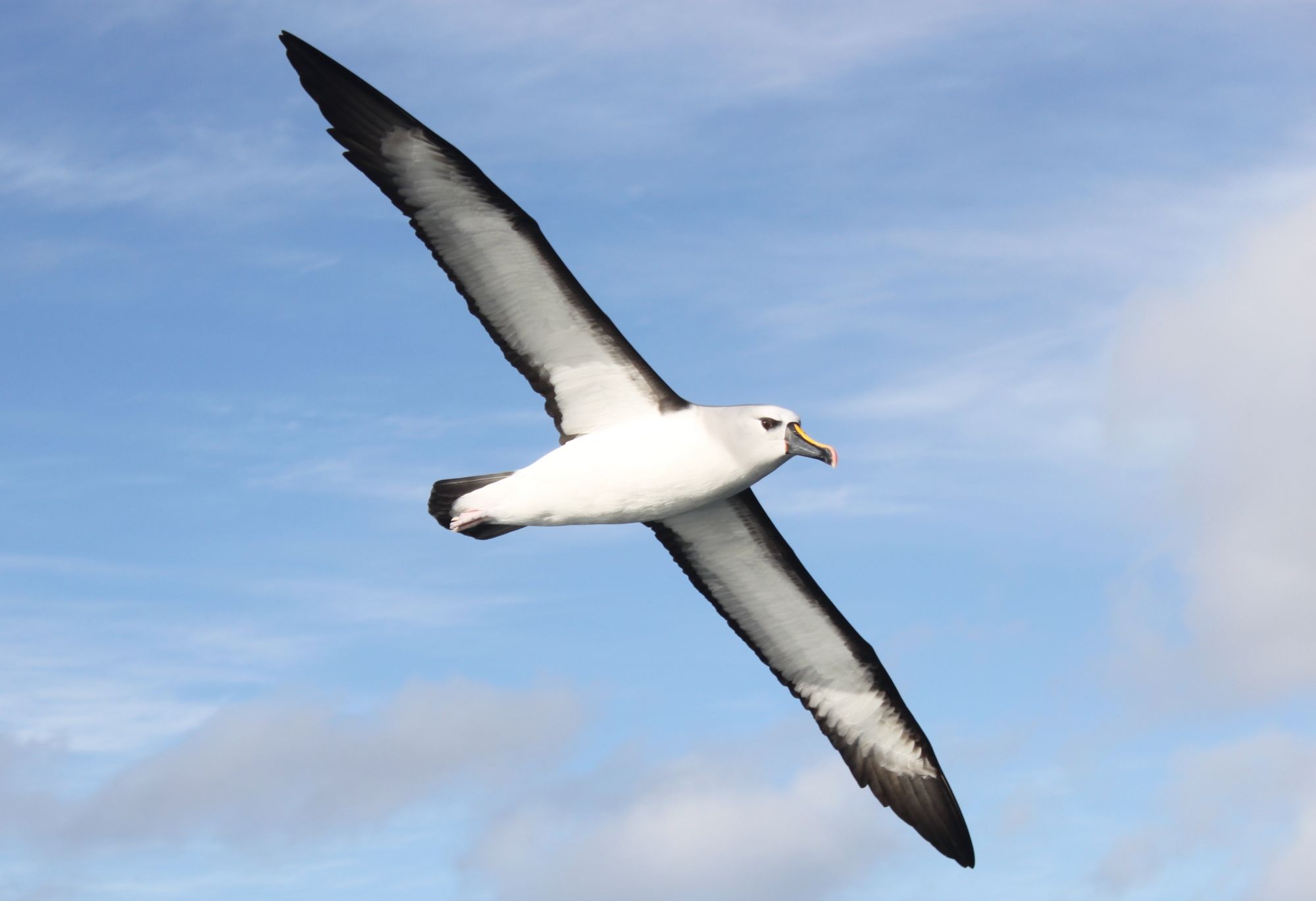 O rato gigante que ameaça de extinção espécie de albatroz - BBC News Brasil