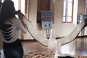 Albatroz no Museu de Pesca0 Albatroz no Museu de Pesca0