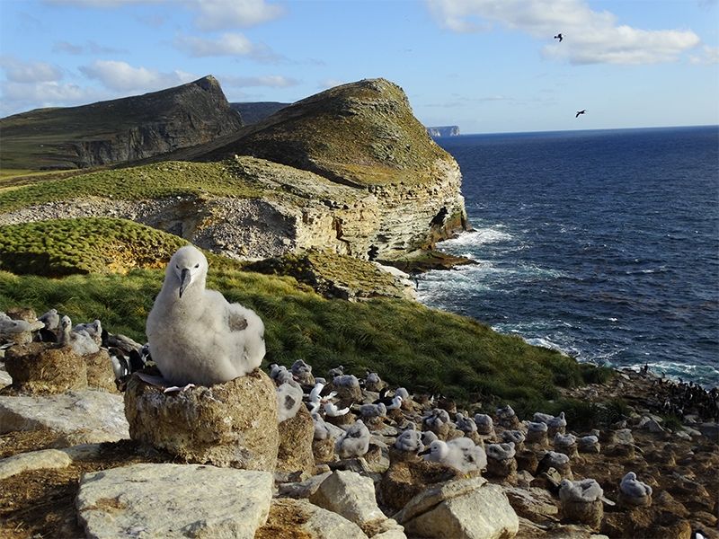 O rato gigante que ameaça de extinção espécie de albatroz - BBC