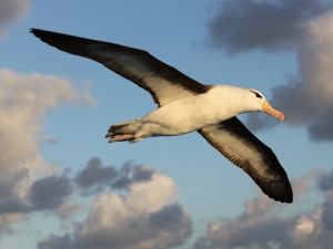 Foto Noti?cias_Albatrozes_Avistar Foto Noti?cias_Albatrozes_Avistar