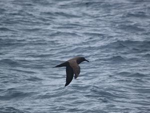 Foto Noti?cias_Dia?rio_Albatroz-negro Foto Noti?cias_Dia?rio_Albatroz-negro