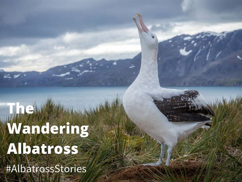 Foto Noti?cias_Campanha#AlbatrossStories