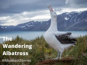 Foto Noti?cias_Campanha#AlbatrossStories Foto Noti?cias_Campanha#AlbatrossStories