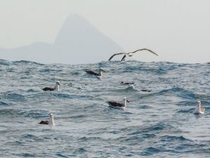 Foto Noti?cias_Mar de albatrozes Foto Noti?cias_Mar de albatrozes