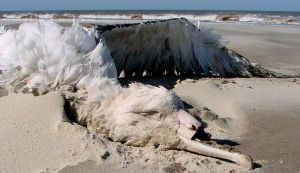 Northern Royal albatross found dead on Cassino Beach, southernmost Brazil (Photo_Dimas Gianuca)