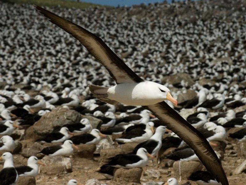 Dia Mundial do Albatroz chama atenção para a crise de conservação das aves