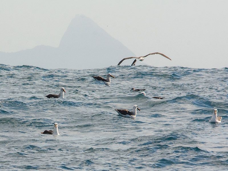 Atuação do Projeto Albatroz em Cabo Frio gera informações inéditas sobre a captura  incidental de aves marinhas no sudeste brasileiro