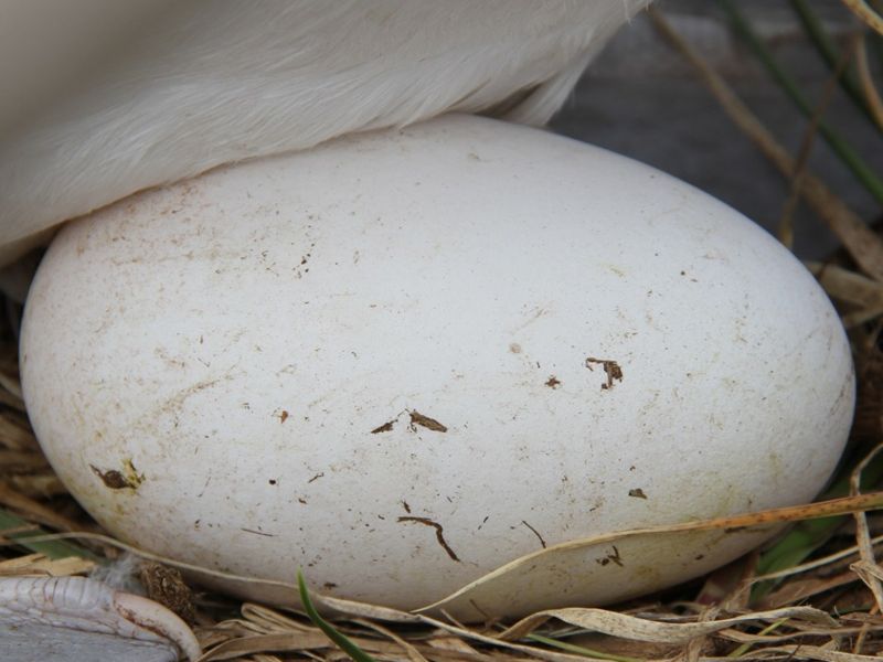 Conheça seis características incríveis dos ovos de albatroz