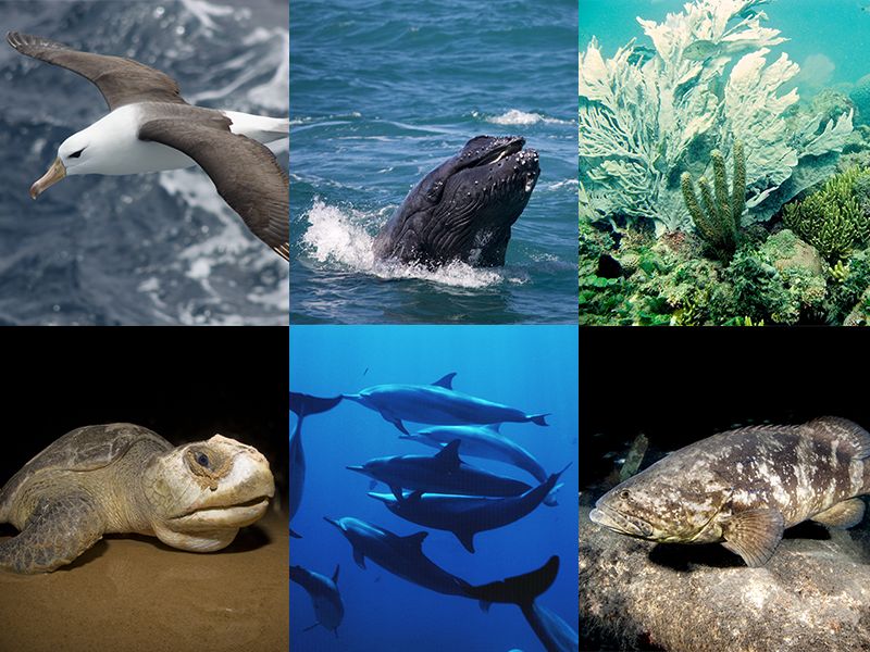 No Dia do Meio Ambiente, saiba como a Rede Biomar conserva importantes espécies marinhas no litoral brasileiro