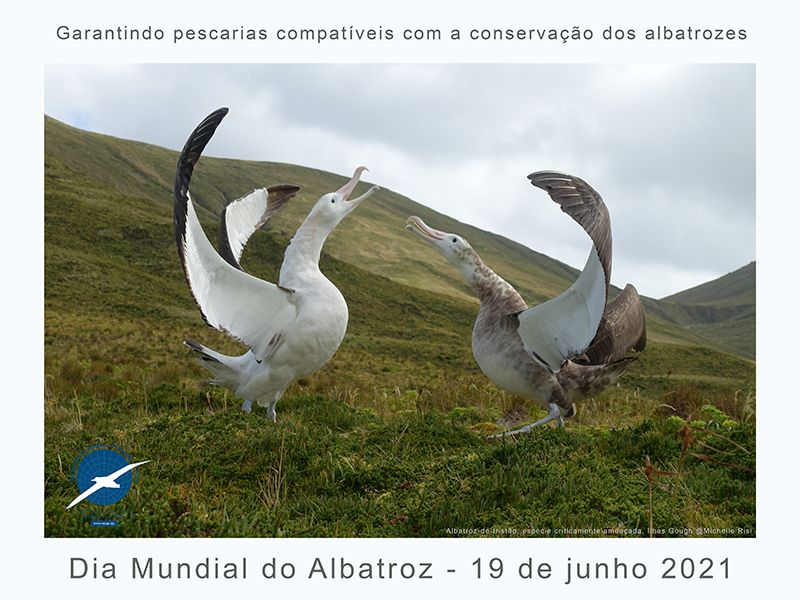 19 de Junho: Dia Mundial do Albatroz chama atenção para desenvolvimento de pescaria compatíveis com a conservação das aves oceânicas