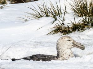 Foto Noti?cias_Petrel Frio Foto Noti?cias_Petrel Frio