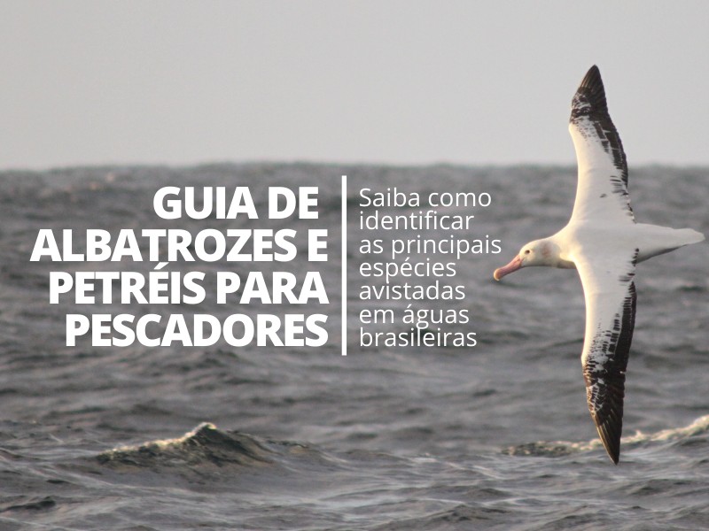 Projeto Albatroz lança guia de identificação de aves marinhas gratuito para pescadores