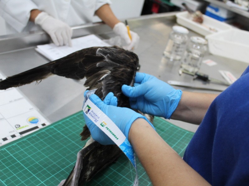 BAAP oferece quase dez mil amostras biológicas para realização de pesquisas sobre albatrozes