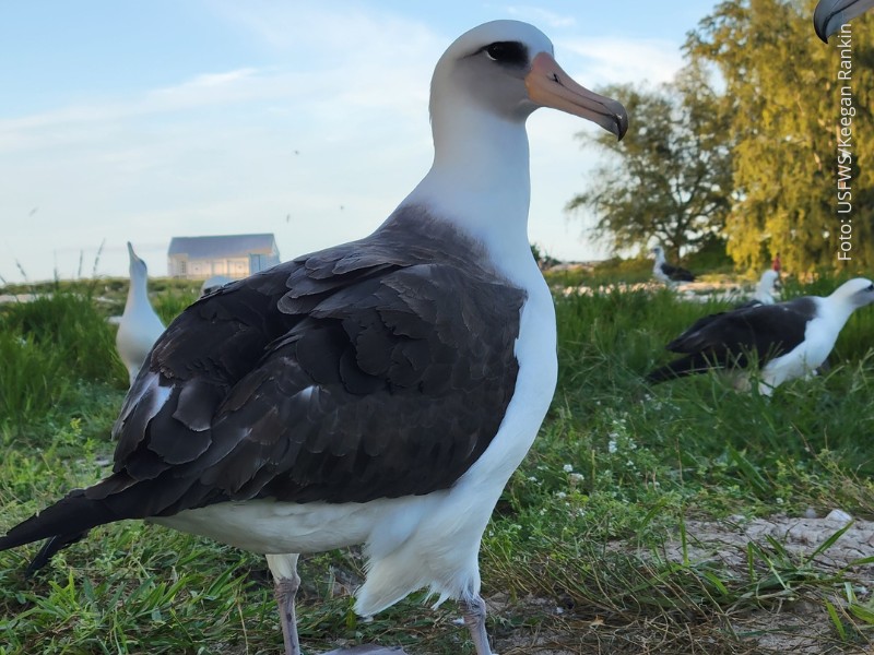 Wisdom, a albatroz mais longeva já registrada, retorna ao Atol de Midway para mais uma temporada de reprodução