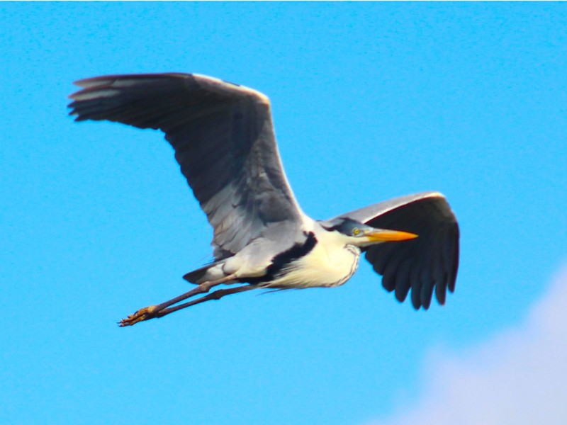 Diversidade de aves costeiras é atração natural do Projeto Albatroz, em Cabo Frio (RJ)