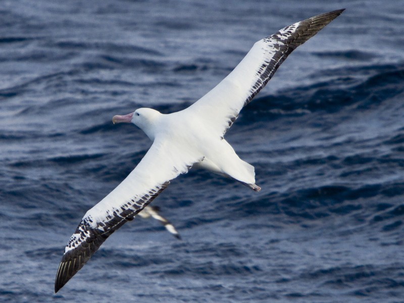 Mudanças climáticas: como os efeitos no clima afetam os albatrozes e petréis?