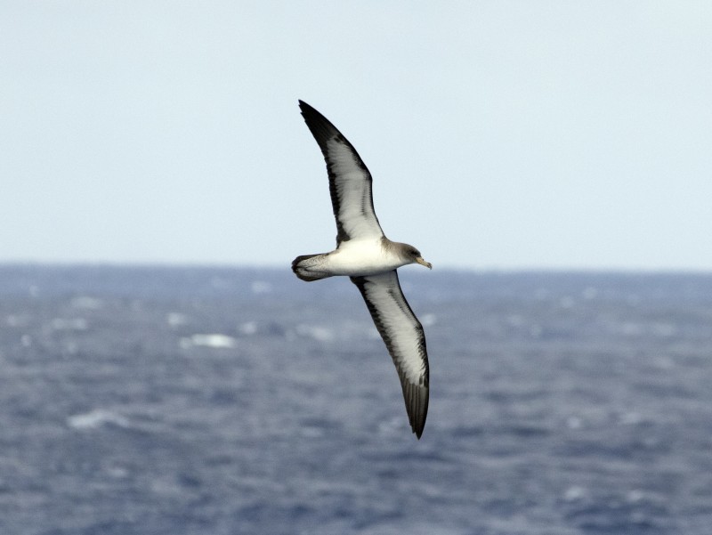 VB_Calonectris borealis