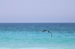 Soltura Puffinus-Gabriela Bezerra-Instituto Albatroz