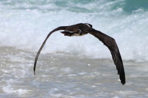 Soltura Ardenna e Gaivotas-Gabriela Bezerra