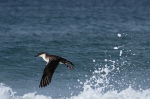 Soltura Ardenna gravis