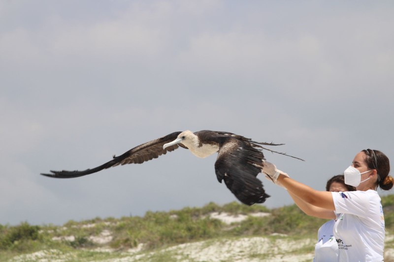 Soltura Fragata-Gabriela Bezerra-Instituto Albatroz